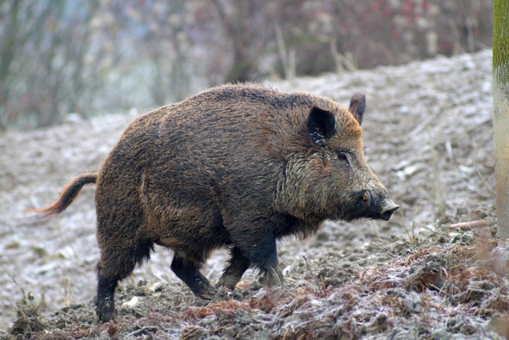 Valle Castellana, danni da cinghiali: Caterini propone l’utilizzo di cacciatori locali