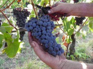 raccolta uva
