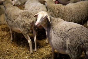 un pecora per farindola