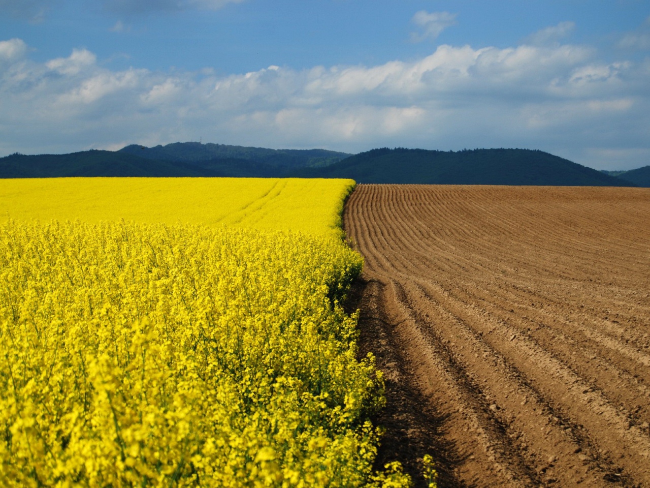campo siccità fiori