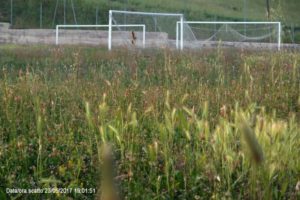 campo sportivo colonnella 1