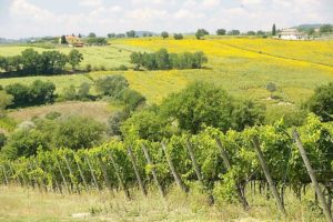 Abruzzo. Sottanelli (Az): crisi settore viniviticolo, Governo intervenga