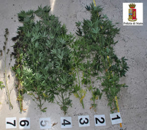 piantina-marjiuana