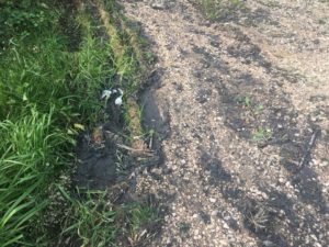 sversamento scarti frantoio nell'area riserva di Punta Penna