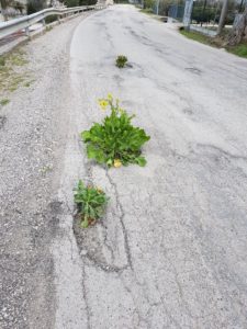 Strade colabrodo a Poggio Morello: dalle buche spuntano fiori