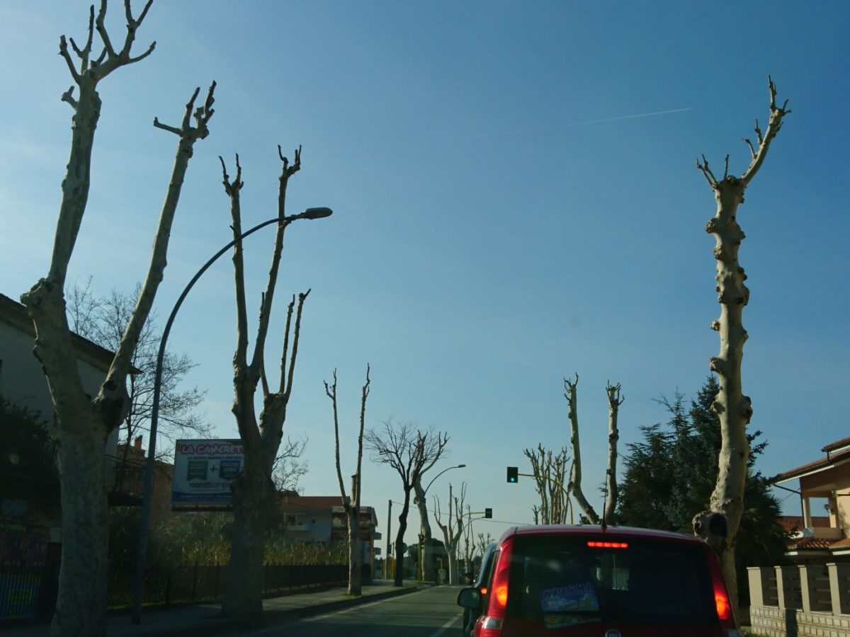 Francavilla al Mare, alberi massacrati: ecco la denuncia
