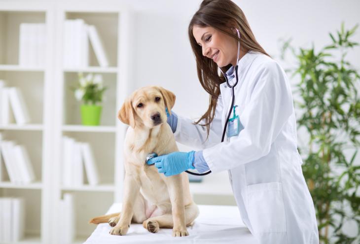 Lavoro, Eures cerca veterinari per Olanda e Svezia