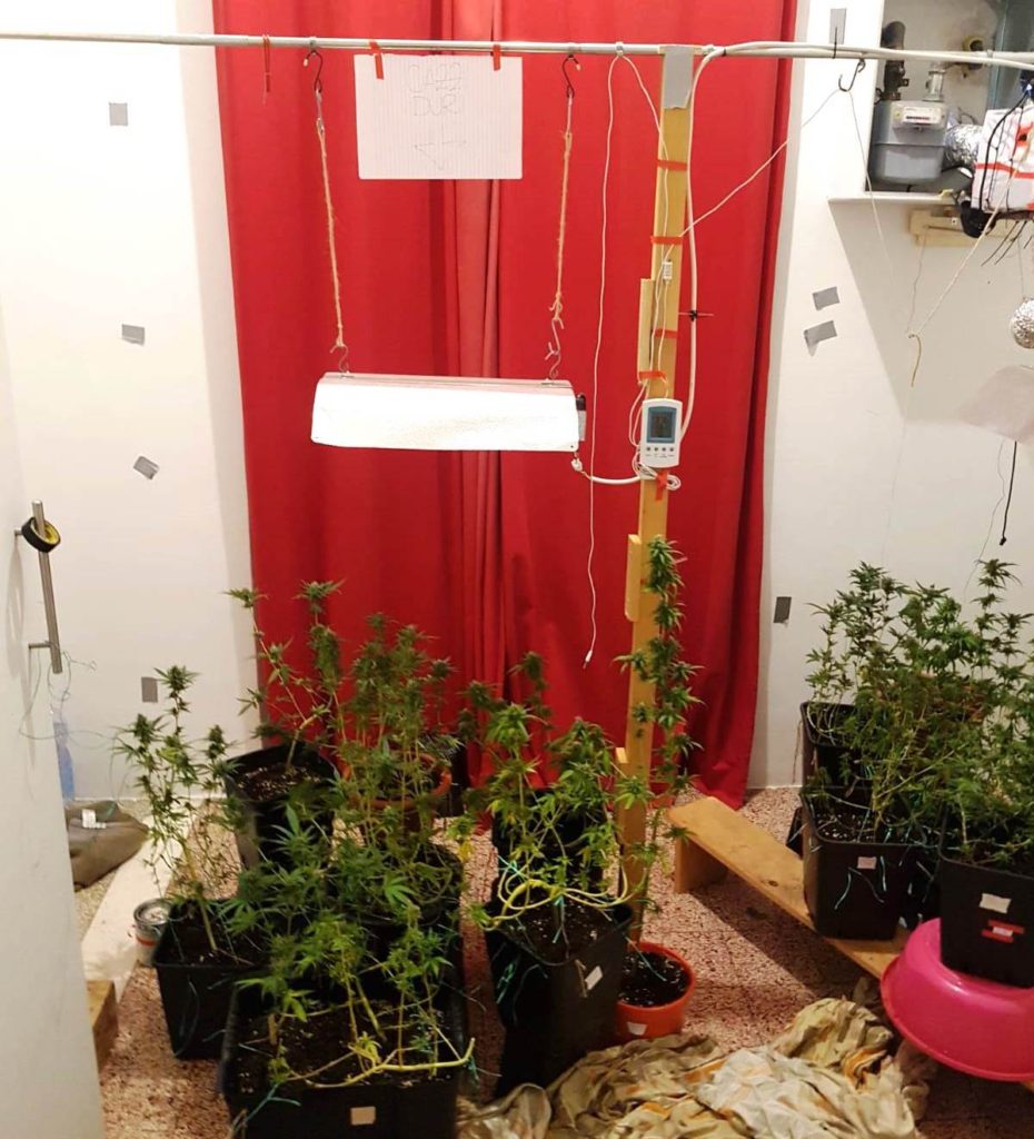 Trattava le sue piantine di marijuana come fossero figlie: arrestato un giovane