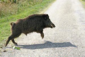 Caso cinghiali nelle aree protette: Berardinetti replica a Febbo