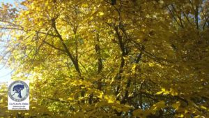 Villa Rosa, Fermate l'abbattimento degli alberi:la denuncia di Co.n.al.pa