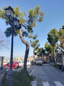 Danni ai pini d'Aleppo: Co.n.al.pa. "Interventi che rovinano gli alberi"