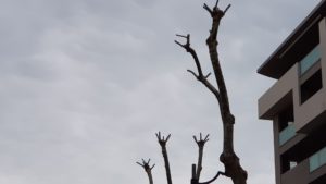 Abusi e inadempienze verde urbano: la denuncia del comitato Saline Marina Pp1