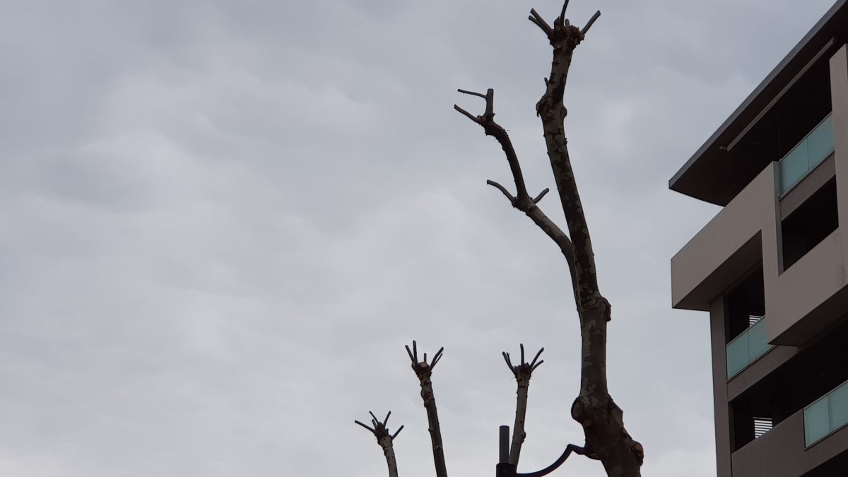 Abusi e inadempienze verde urbano: la denuncia del comitato Saline Marina Pp1
