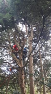 Loreto Aprutino, continua la potatura degli alberi al parco dei Ligustri