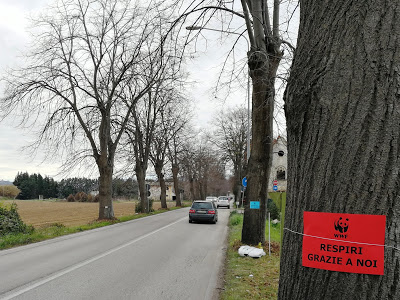 Taglio alberi Martinsicuro, esposto in Procura del WWF Teramo