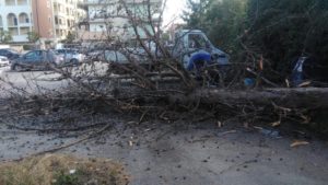 Cade cipresso in via Mantova, intervento dell'ufficio tecnico comunale