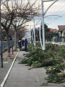 Massacro di oleandri Strada Parco: la denuncia dell'associazione per la tutela alberi e paesaggio