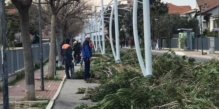 Massacro di oleandri Strada Parco: la denuncia dell'associazione per la tutela alberi e paesaggio