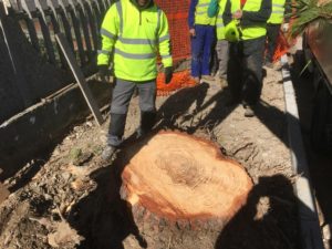 Vento forte: cade pino in via Imera: rimosso dagli operai del Comune