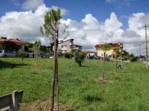 Pineto, censito il patrimonio verde: 4mila alberi caratterizzano il territorio