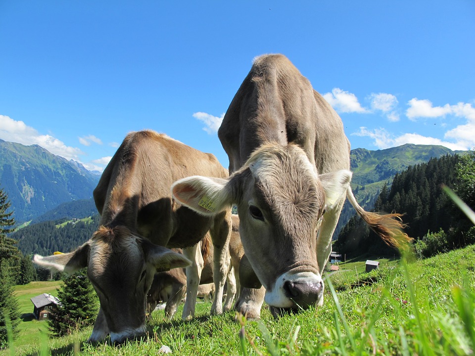 Produttori latte, Pepe: “Allevamenti a rischio chiusura e Regione assente"