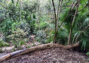 Loreto Aprutino, il 1 maggio lezioni di botanica al parco dei Ligustri