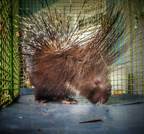 Volontari Anta Onlus di Pineto salvano istrice ferito