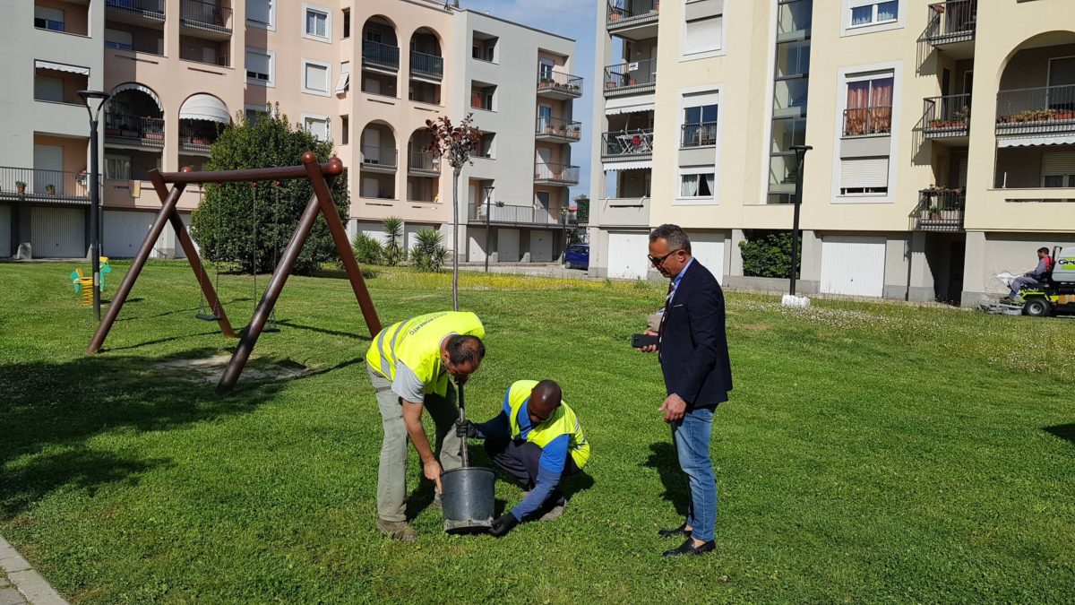 Verde pubblico: in corso la piantumazione di 70 alberi e sistemazione dei parchi