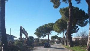 Maltempo, i pini della Val Vibrata vanno tutelati