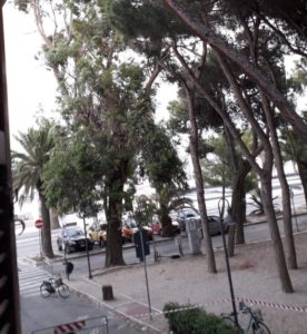 Coordinamento Nazionale Alberi e Paesaggio - Delegazione Abruzzo