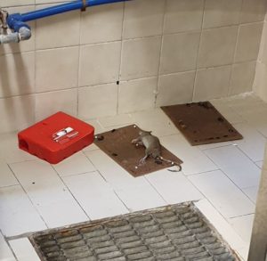 Al San Pio topi e scarafaggi nei locali cucina: la denuncia di Smargiassi