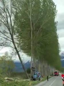 Fucino. Tagliati i pioppi in piena primavera con danni alla biodiversità