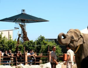 Zoo d'Abruzzo: ingresso gratuito per operatori sanitari e protezione civile