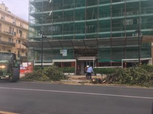 A Pescara si tagliano lecci per ripiantare le palme. Co.n.al.pa "scelta priva di senso"