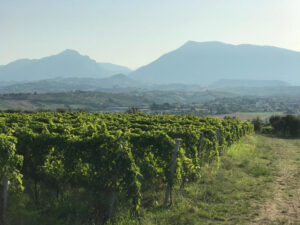 Torano Nuovo, anche il Consorzio Vini Colline Teramane dice no all'antenna