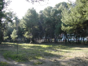 Riserva Santa Filomena, abbattimento pini. Co.n.al.pa "grave danno"