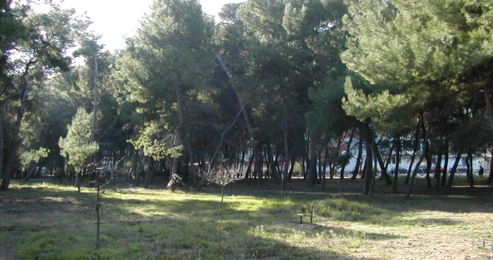 Riserva Santa Filomena, abbattimento pini. Co.n.al.pa "grave danno"