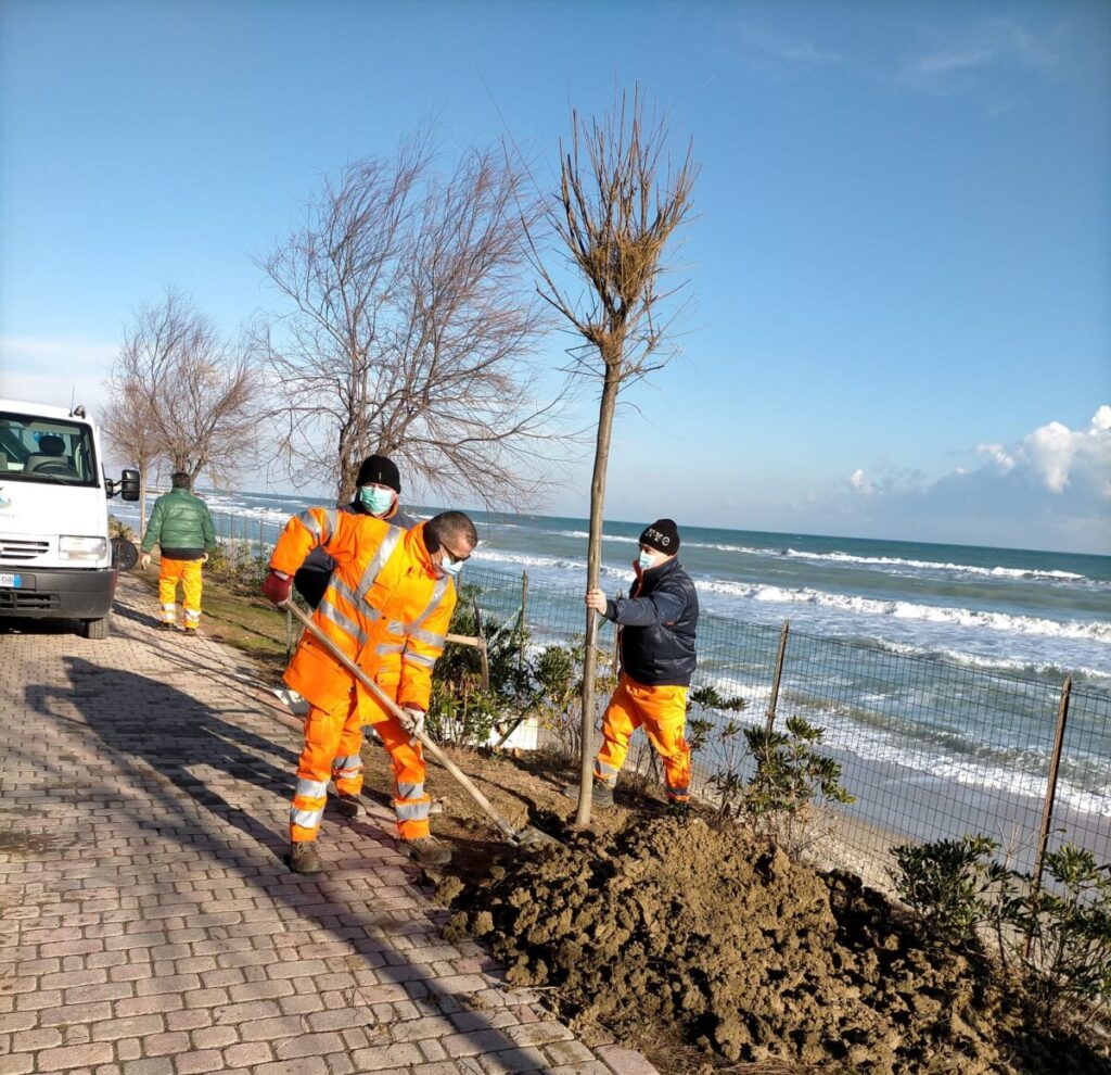 Pineto, tamerici messe a dimora nella pineta Catucci
