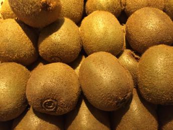 Tumori: dieta con fibre ‘potenzia’ risposta immunitaria, a Milano test su mieloma