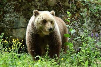 Orso trovato morto a Ortona dei Marsi, indagini e accertamenti
