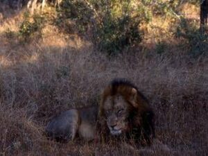Pakistan, leone cresciuto in casa scappa e finisce in strada a Lahore: 3 feriti