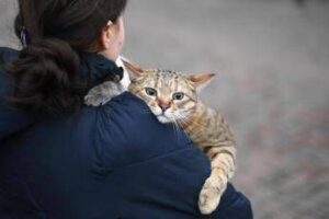 Gatti anziani come gli umani, con l’età anche i mici dimenticano: lo studio