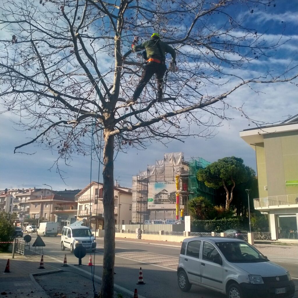 Pineto potature e cura del verde, incontro con le associazioni ambientaliste