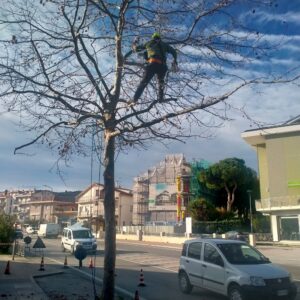 Pineto potature e cura del verde, incontro con le associazioni ambientaliste