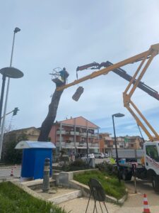 Roseto, abbattuti gli alberi pericolosi sulla statale 16