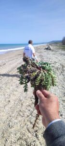 Devastata la rara vegetazione costiera a Scerne: Soa presenta esposto in Procura