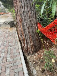 Lavori Strada Parco, Co.n.al.pa. chiede ripristino degli spazi vitali degli alberi