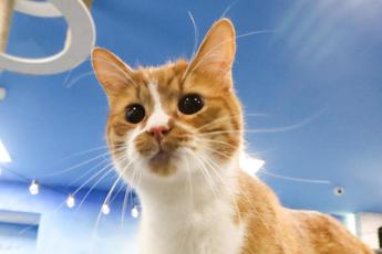 Allergia al gatto, la causa ‘resta’ in casa anche se il micio non c’è