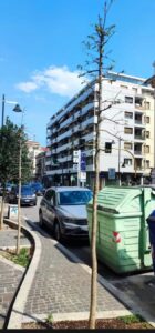 Moria di alberi in corso Vittorio a Pescara. Co.n.al.pa. "Cambiare metodologia di gestione"