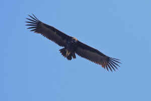 Valle del Sagittario, osservato e fotografato un raro avvoltoio monaco
